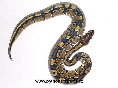 Krajta královská - python regius ODCHOV 2010