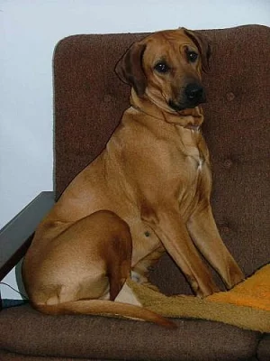 Rhodéský ridgeback - štěňátka s PP