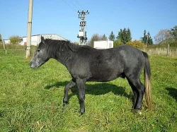 Pony 140 kv