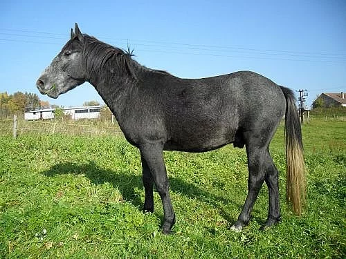 Pony 140 kv