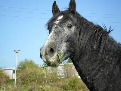 Pony 140 kv