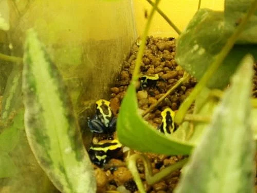 Dendrobates tinctorius - Surinam