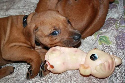 Rhodesian Ridgeback – štěňata s PP