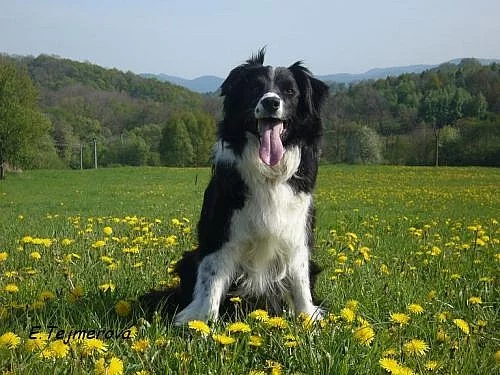 BORDER KOLIE