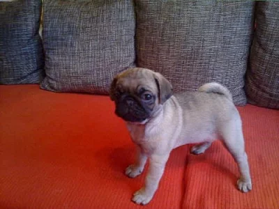 mops