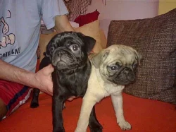 mops