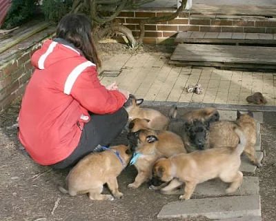BO Malinois
