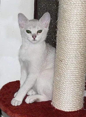 burmillí koťátka.