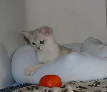burmillí koťátka.