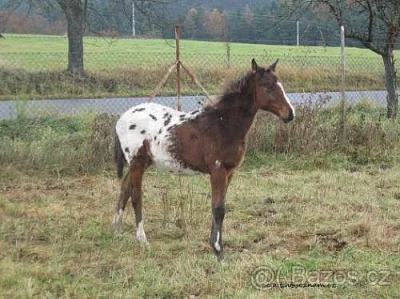 Prodám odstávče Appaloosa