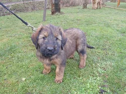 Briard - plavá a černá štěňátka