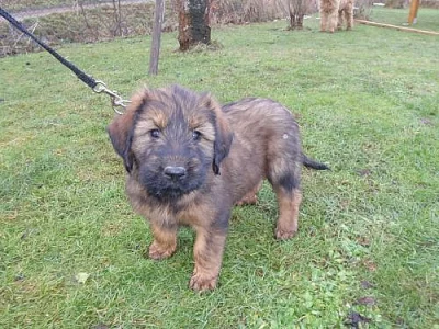 Briard - plavá a černá štěňátka