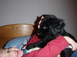 Briard - plavá a černá štěňátka