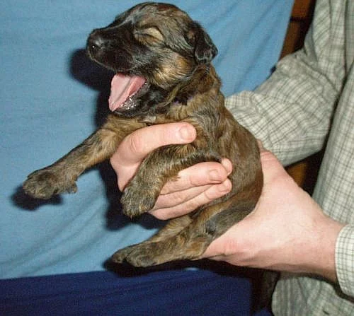 Briard - plavá a černá štěňátka