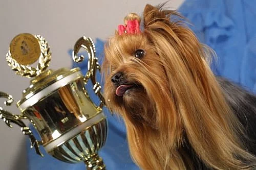 Jorkšírský teriér - štěňátka s PP