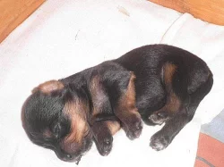 Jorkšírský teriér - štěňátka s PP