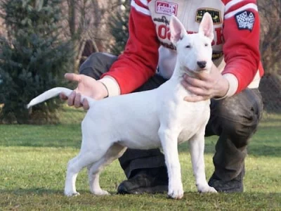 Bulterier - MARSO Bullterier
