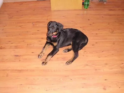 štěně beaucerona levně