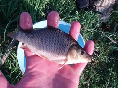 Plůdek kapra K1