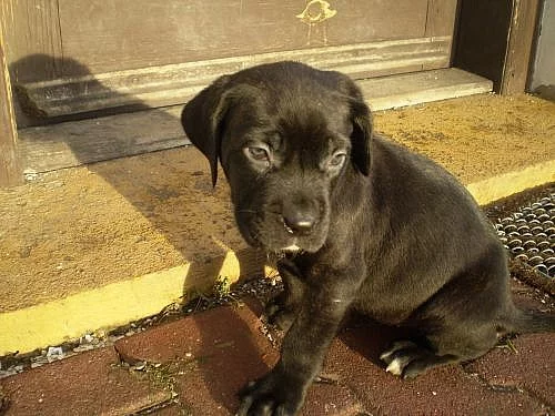 Štěňátko Bandog