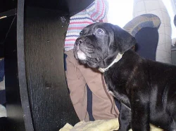 Štěňátko Bandog