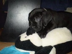 Štěňátko Bandog
