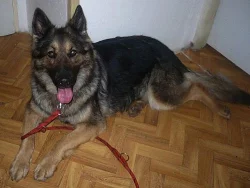 OS Toulavé Tlapky akutně hledá nové páníčky!!!