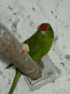 ** KAKARIKY **