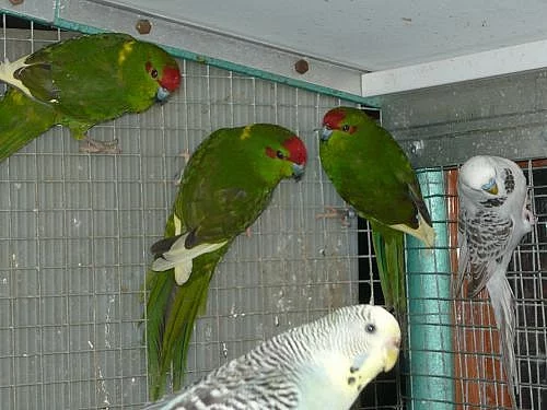 ** KAKARIKY **