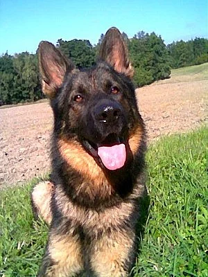 Německý ovčák štěňata - odběr 3/2011