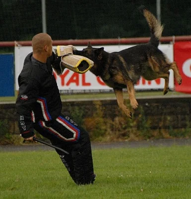 Německý ovčák štěňata - odběr 3/2011