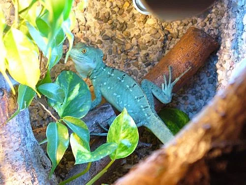 Baziliška zeleného (Basiliscus plumifrons)