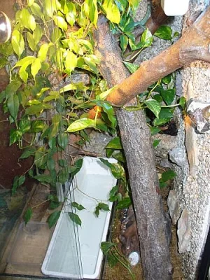 Baziliška zeleného (Basiliscus plumifrons)
