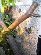 Baziliška zeleného (Basiliscus plumifrons)