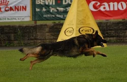Německý ovčák štěňata odběr 3/2011