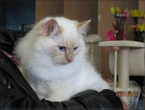 kočičky Ragdoll s PP