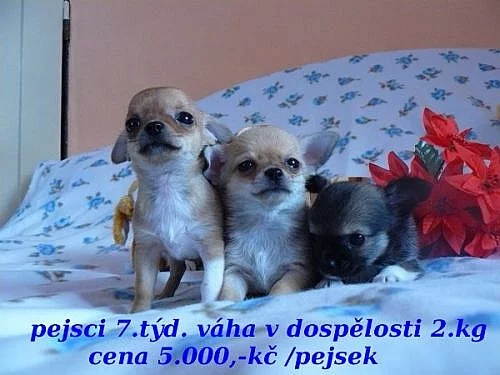 Čivava krátkosrs.+douhosrst.různé barvy bez PP-