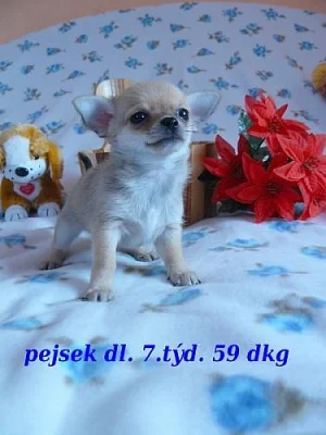 Čivava krátkosrs.+douhosrst.různé barvy bez PP-