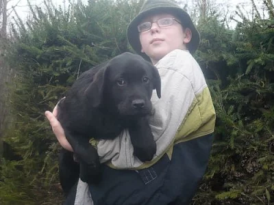 labradorský retriever
