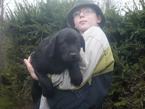 labradorský retriever
