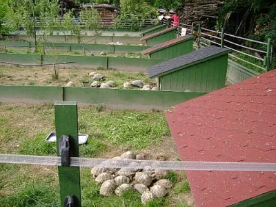 Prodám suchozemské želvy