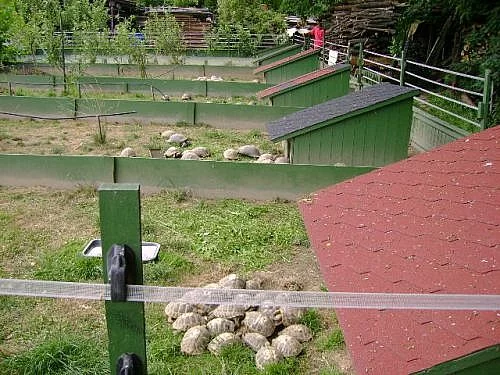 Prodám suchozemské želvy