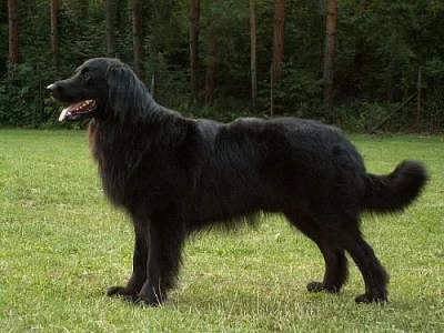 HOVAWART s PP - štěňátka