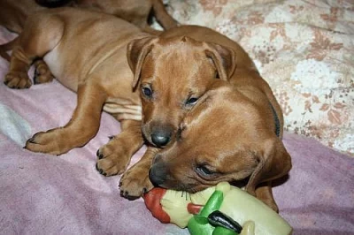 Rhodéský ridgeback – štěňata s PP