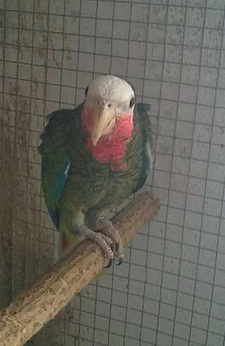 Amazoňan Kubánský