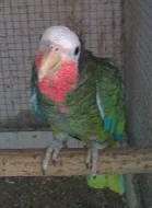 Amazoňan Kubánský