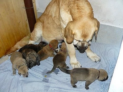 Španělský Mastin-Máme ŠTĚŇÁTKA bez PP-psi/fenky