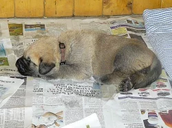 Španělský Mastin-Máme ŠTĚŇÁTKA bez PP-psi/fenky