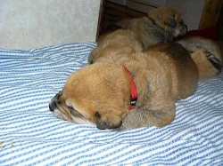 Španělský Mastin-Máme ŠTĚŇÁTKA bez PP-psi/fenky