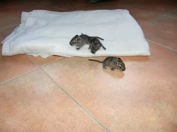 Daruji mláďátka osmáka degu